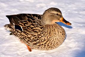 Duck Mallard Snow