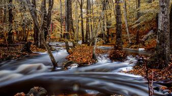 Wood Nature Autumn