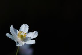 Anemone Flower Plant