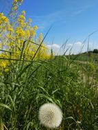 Dandelion Rape Grass