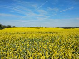 yellow flowers in the field in the sunshine