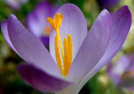 Flower Nature Crocus