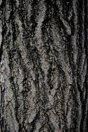 Background Bark Wood