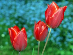 Nature Flower Tulip