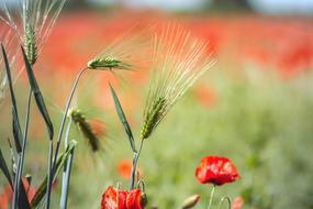 Nature Flower Field