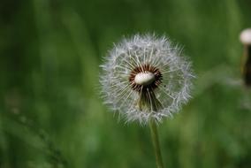 Dandelion Summer Flower