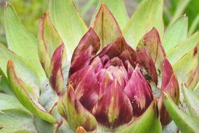 Artichoke Plant