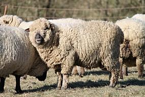 Sheep Wool