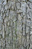 Bark Structure Log Tree
