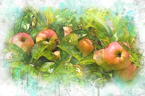 Autumn Harvest Apples