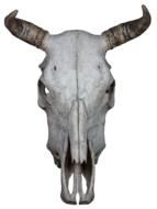 Skull Bone Beef And