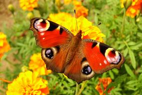 Nature Flower Butterfly Day