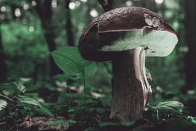 Nature Mushroom Fungus