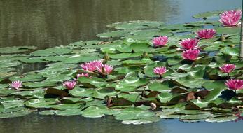 Water Lilies Pink Flower