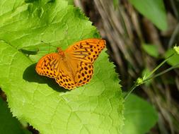 Nature Butterfly Outdoors