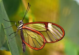 Butterfly Glass Wings Greta Oto