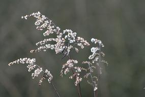 Nature Flower Plant