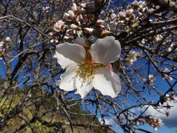 blooming white flowers on a tree in the garden