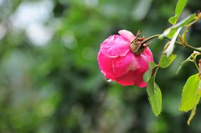 Rose Pictures Roses