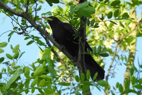 a blackbird hiding in the branches