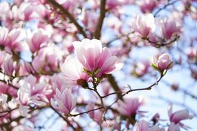 Tulip Magnolia
