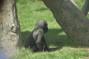 Gorilla Zoo Nature