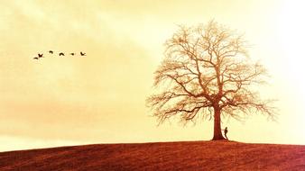 Tree Landscape Nature