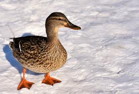 Duck Mallard Snow