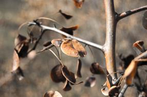 Charred Leaves Autumn Golden