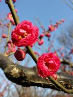 Flower Branch Nature