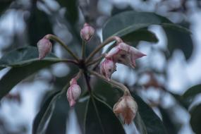 Flowers Nature Vega The Small