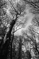 Tree Canopy Woodland