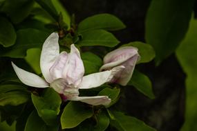 magic flower on a bush