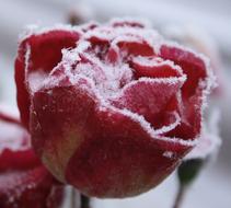Rose Winter Nature