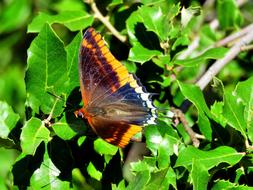 Strawberry Tree Butterfly Charaxes