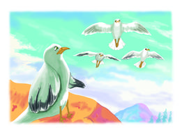 birds nature wildlife seagull