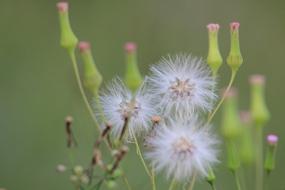 Dandelion Flower White