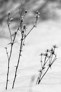 Snow Nature At The Court Of