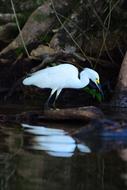 white crane in the water