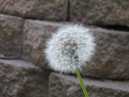 Dandelion Plant Weed