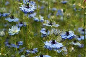 Nature Flower Flora