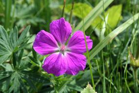 Cranesbill Bloody