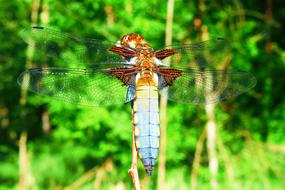 Animals Invertebrates Dragonflies