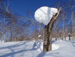 Forest Snowdrift Snow Cap