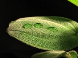 Leaf Hairy Drop Leaves