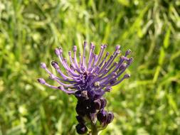 Nature Summer Flower