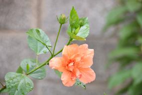 orange little flower in the foliage