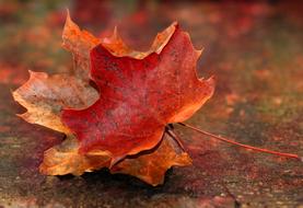 Maple Leaf Autumn Red