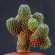 Nature Cactus Plant