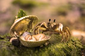 the little crab by the yellow seashell